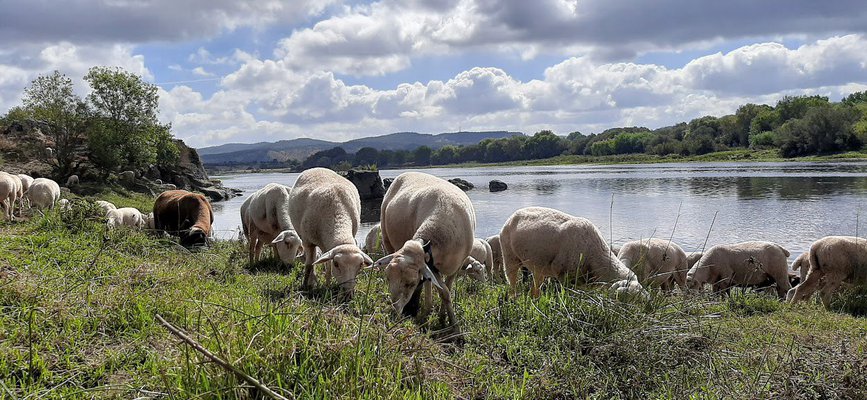 Dams and fishing